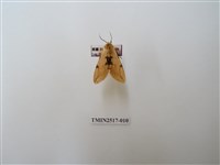 藏品(棍棒污燈蛾)的圖片